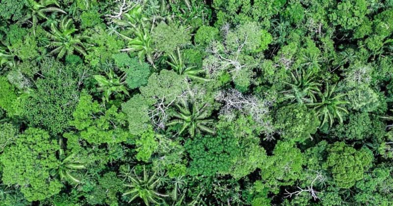 Bolivia Protects 2.2M Acres of Amazon With Local Leadership