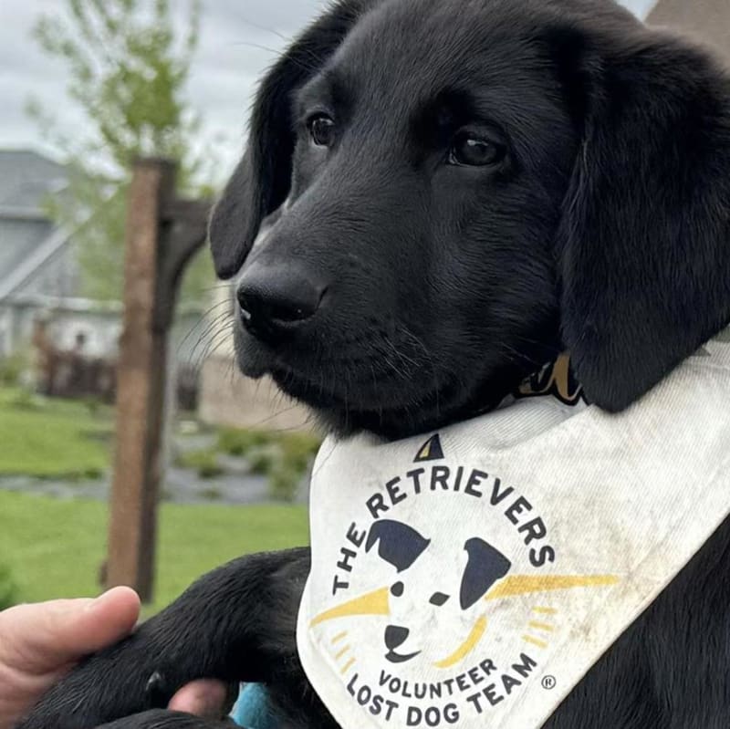 Scout the 'Dog-Sniffing Dog' Finds Lost Pets in Minnesota - Image 2
