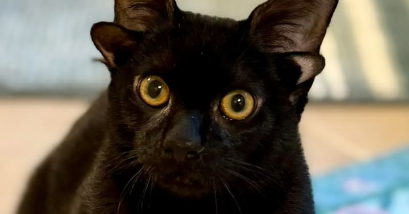 Dobby the 4-Eared Kitten Wins Hearts Across the Internet