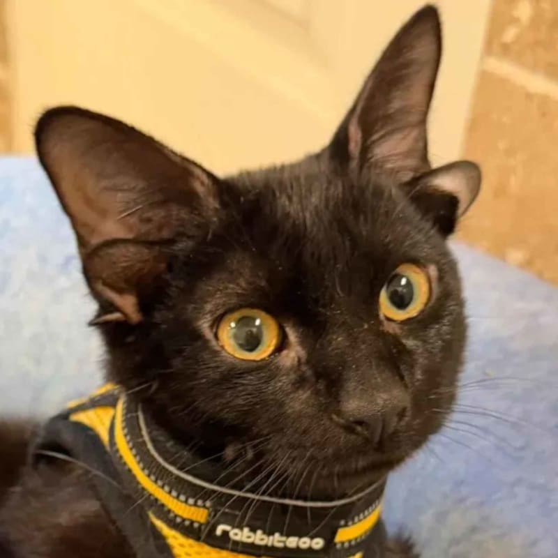 Dobby the 4-Eared Kitten Wins Hearts Across the Internet - Image 2