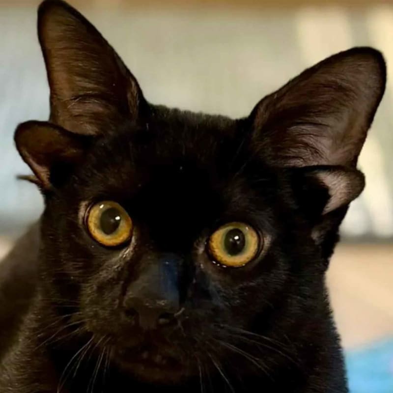Dobby the 4-Eared Kitten Wins Hearts Across the Internet - Image 3