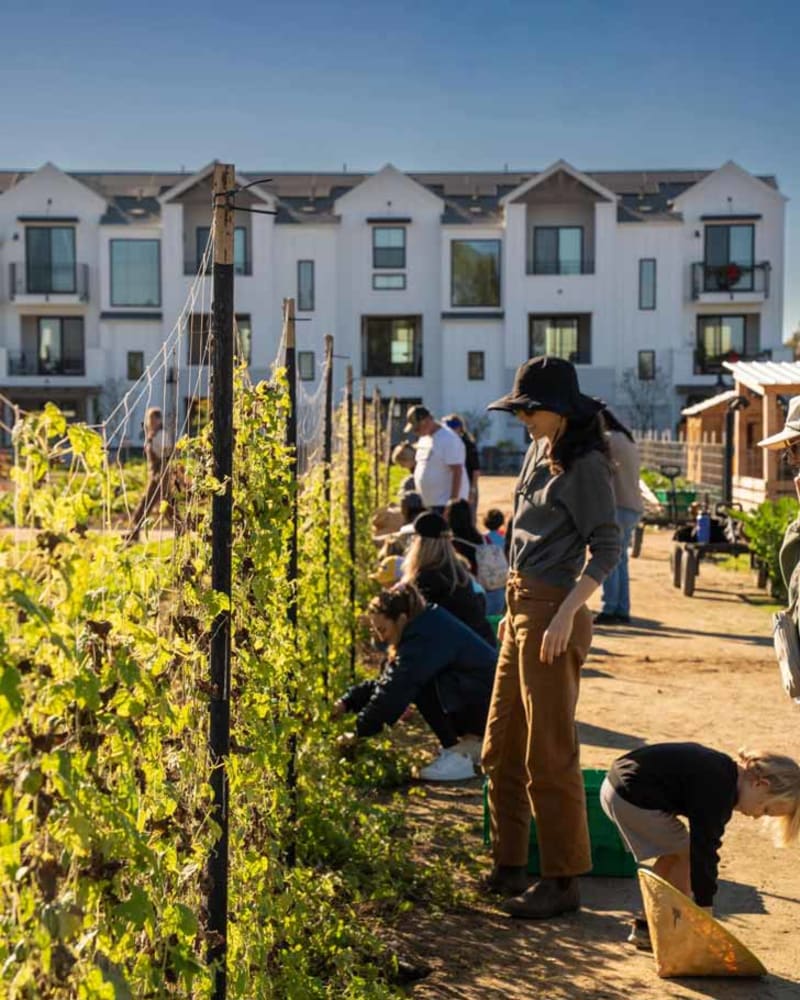 California's Farm-Centered Neighborhoods Boost Food Security - Image 2