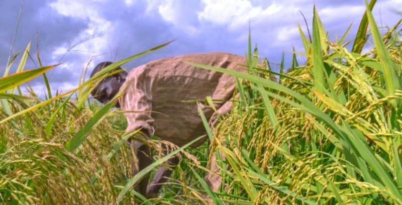 Nigerian Agriculture Credit Surges by 30%, Signaling Economic Transformation