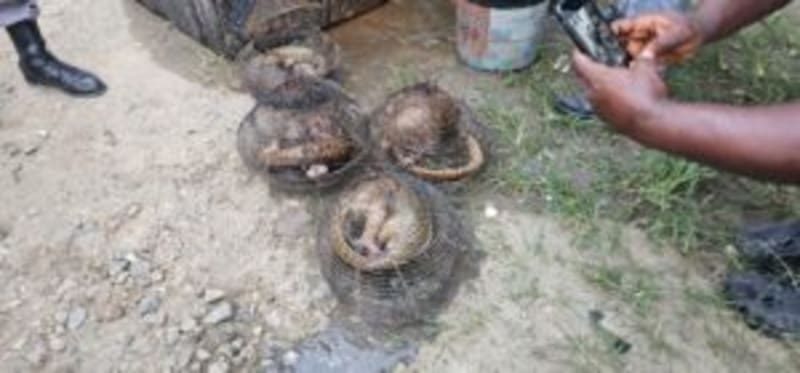 Nigeria Customs Saves Four Pangolins From Smugglers - Image 3