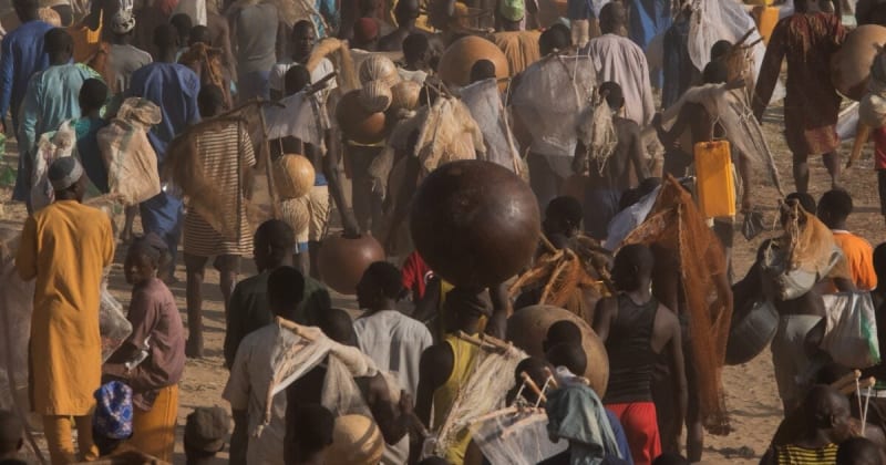 Nigeria's Argungu Fishing Festival Draws Massive Crowds