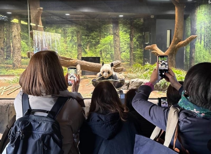 Japan's Last Pandas Return to China After 52-Year Friendship - Image 2