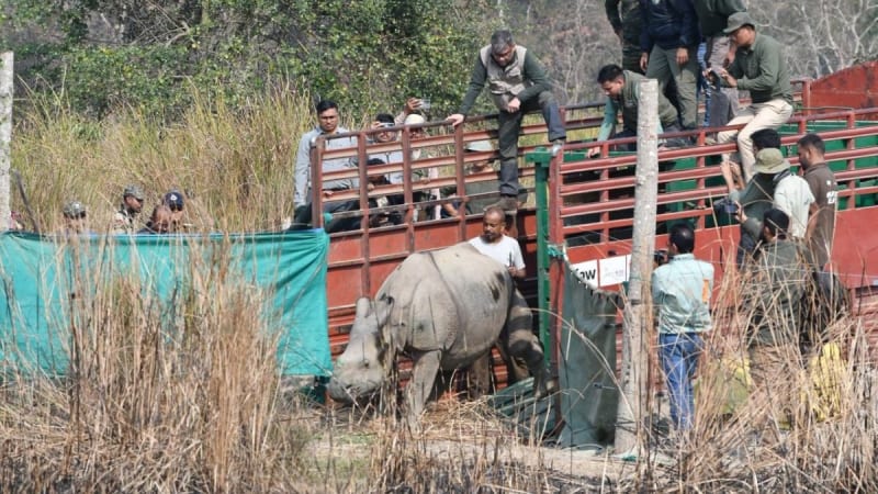 Two Rescued Rhinos Return to the Wild in India