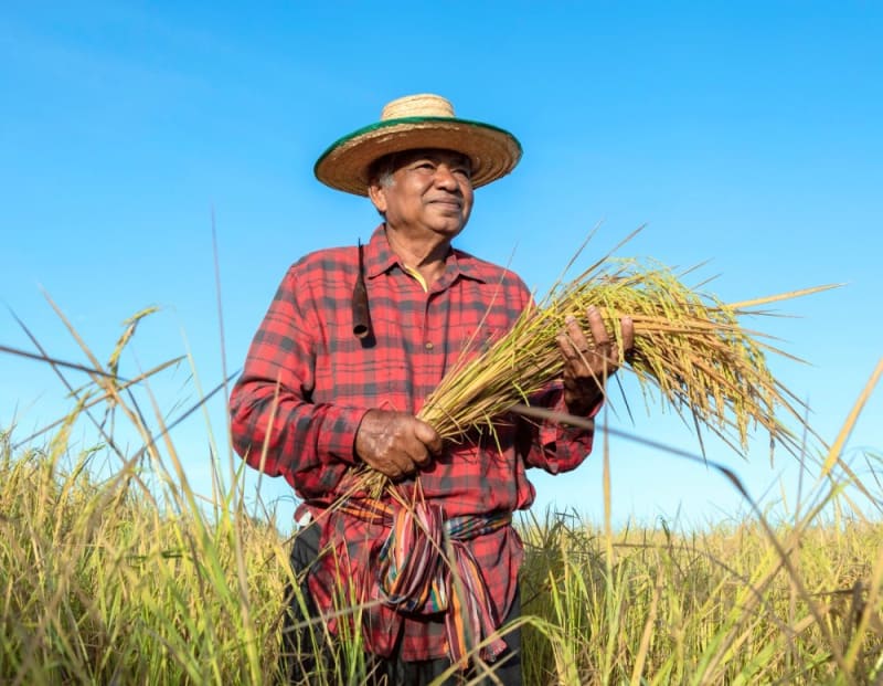 Farm Waste Could Store Carbon in Homes for Decades