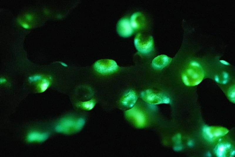 Bright yellow coral polyps with extended tentacles glowing green in deep ocean cave