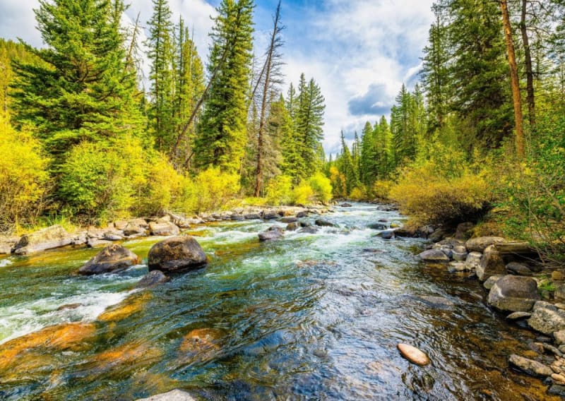 AI Reveals How to Save Freshwater Fish Before It's Too Late