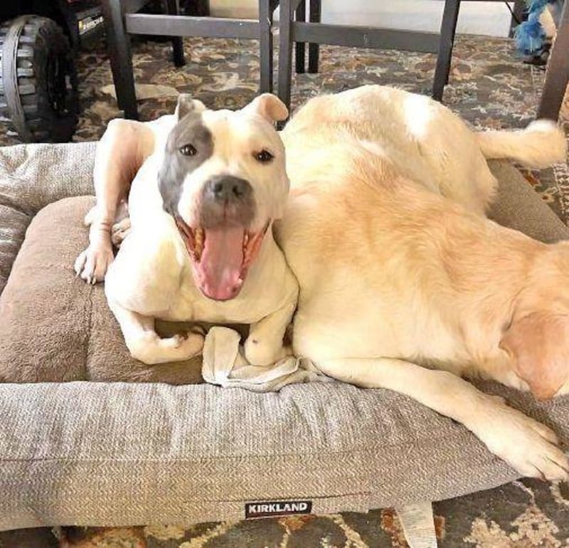 Dog Reunites With Family After 4 Years Apart