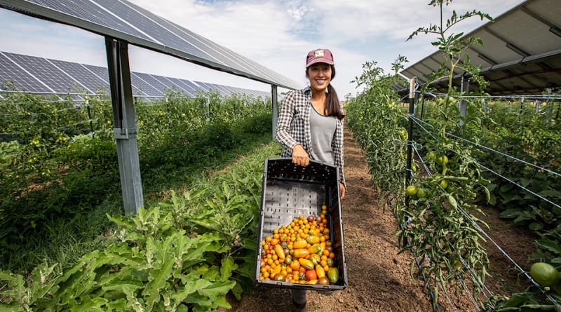 Okovate Revolutionizes Agrivoltaics with Groundbreaking Tech Acquisition from Stanford and Carnegie Mellon