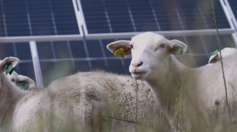 Minnesota's Sherco Energy Hub: A Renewable Revolution in Progress