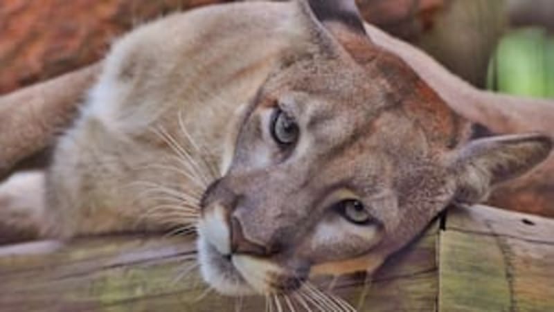 Florida Deputy Saves Woman from Burning Home - Image 4