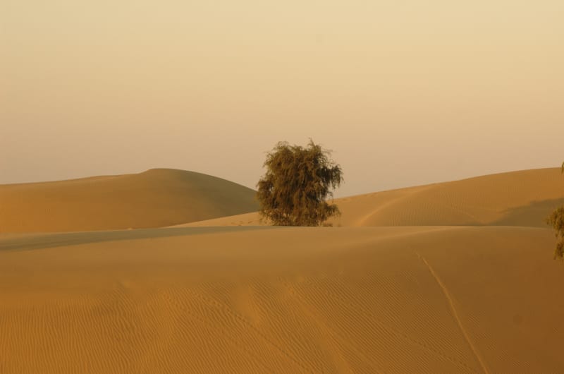 Grasslands Store 3X More Carbon Than Forests Underground