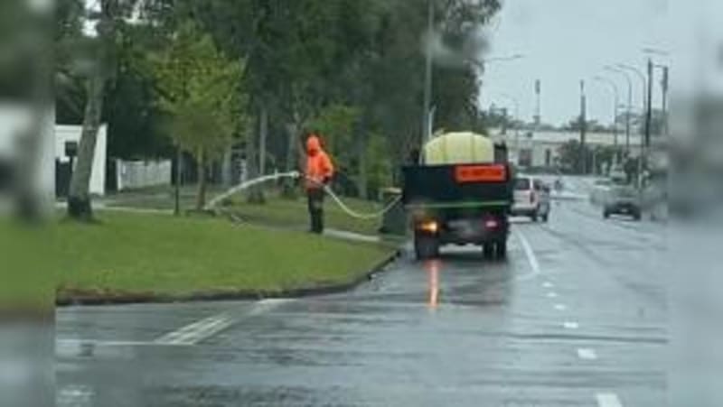 Auckland Contractor's Tree Mix-Up Shows We All Make Mistakes - Image 4