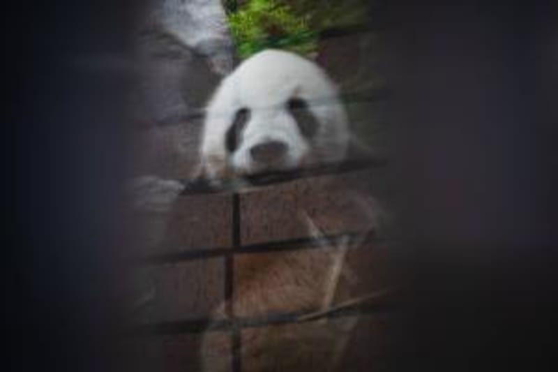 Twin Pandas Return to China After Tokyo Fans Say Goodbye - Image 4