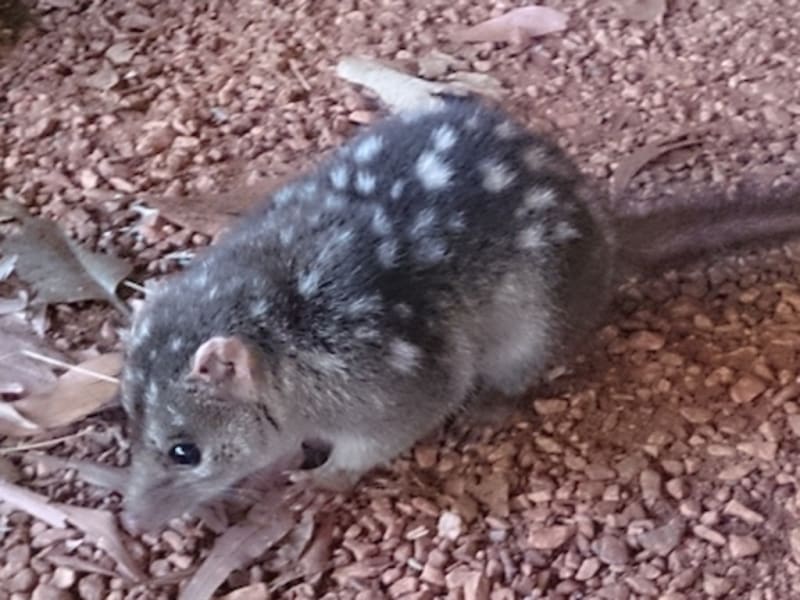Scientists Create Cane Toad-Resistant Quolls in Australia