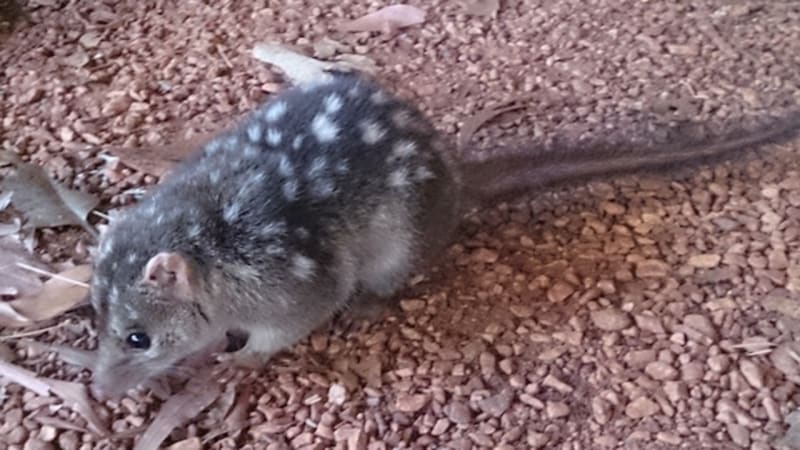 Scientists Create Cane Toad-Resistant Quolls in Australia - Image 3