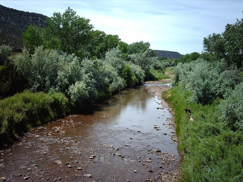 10 U.S. Species Move Closer to Endangered Protections - Image 4