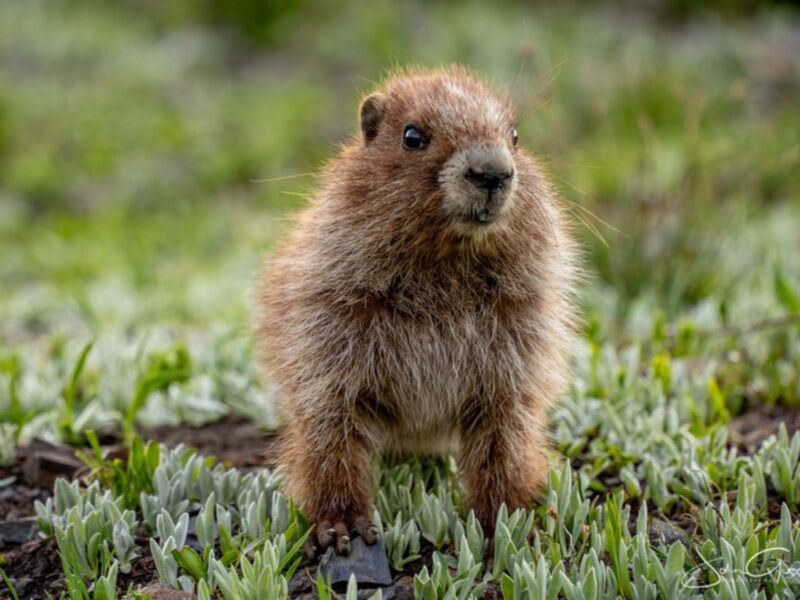 Olympic marmot, a large brown ground squirrel, sitting alert on rocky alpine terrain in Washington state