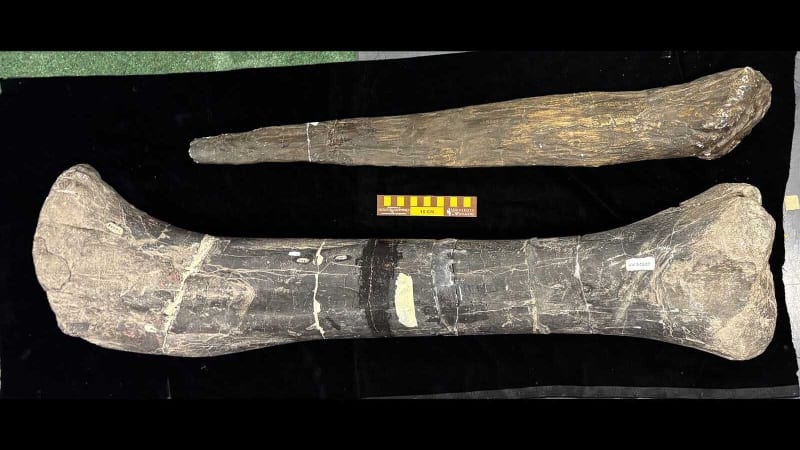 Wyoming's Rarest Dinosaur: Only One Ever Found, Almost Lost - Image 4