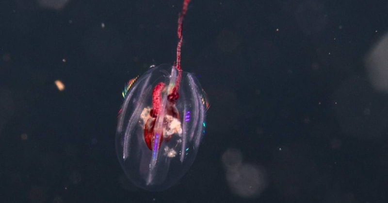 Scientists Find 6 New Comb Jellies in Colombian Waters