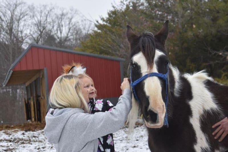 Tennessee Rescue Saves 100 Animals from Turtles to Foxes - Image 2