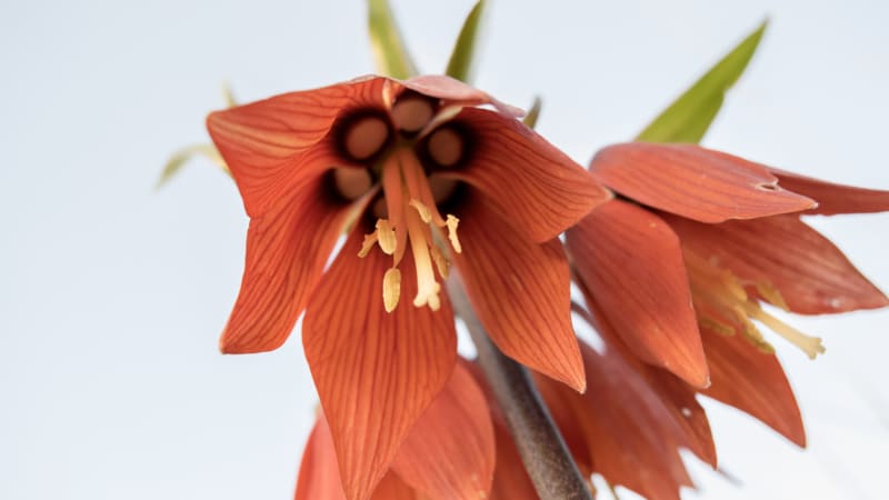 Dutch Greenhouse Tech Blooms in Kurdistan's Fields