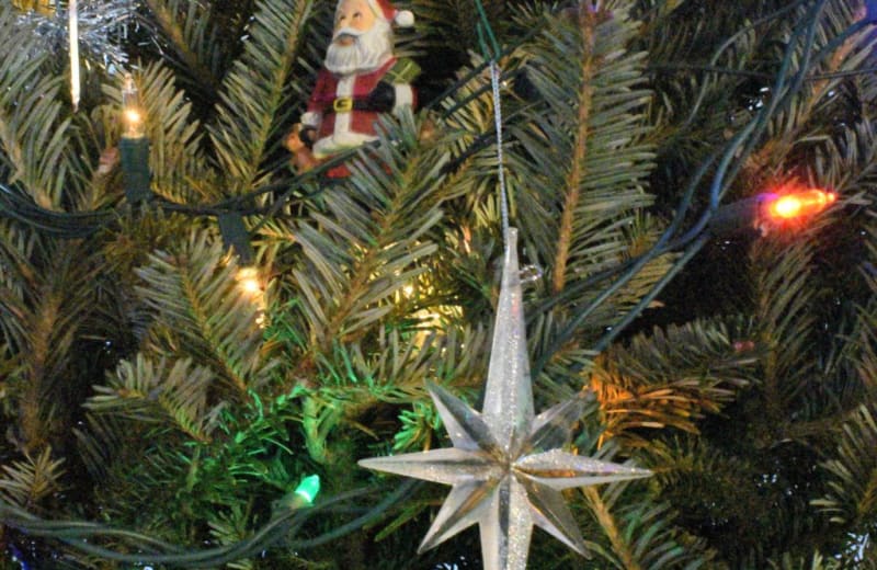 From Christmas Tree to Garden Guardian: Eco-Friendly Disposal Options