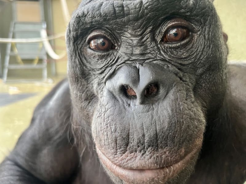Bonobo participating in cognitive research experiment with researchers at laboratory facility