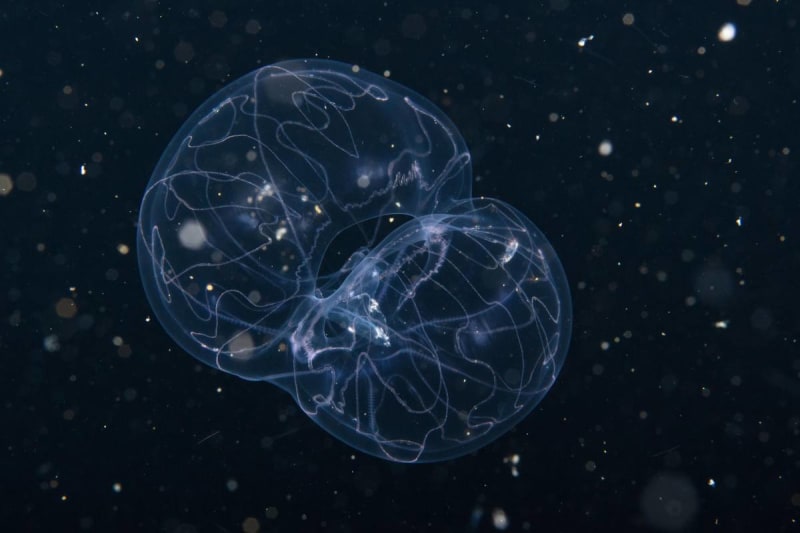 Scientists Find 6 New Comb Jellies in Colombian Waters - Image 3