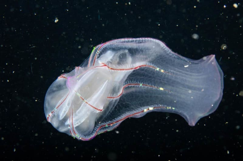 Scientists Find 6 New Comb Jellies in Colombian Waters - Image 4