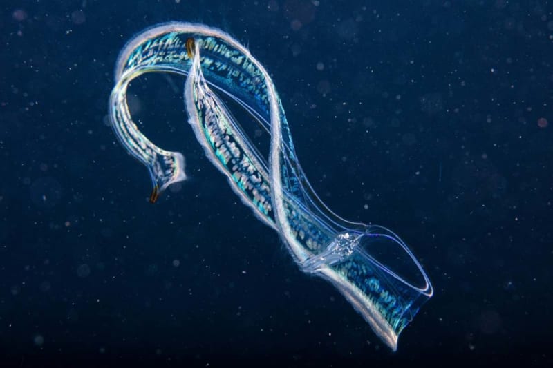 Scientists Find 6 New Comb Jellies in Colombian Waters - Image 2