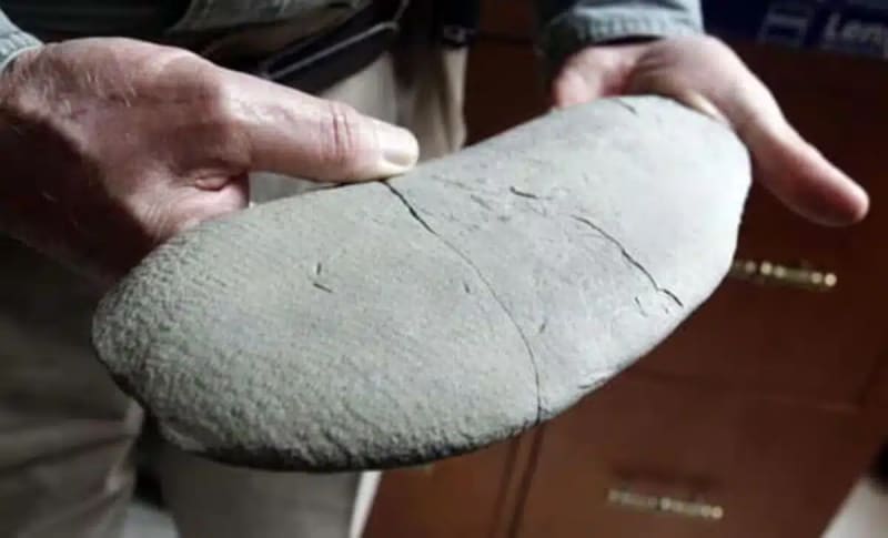 Kentucky Man Finds 7-Foot Mystery Fossil Named 'Godzillus - Image 2