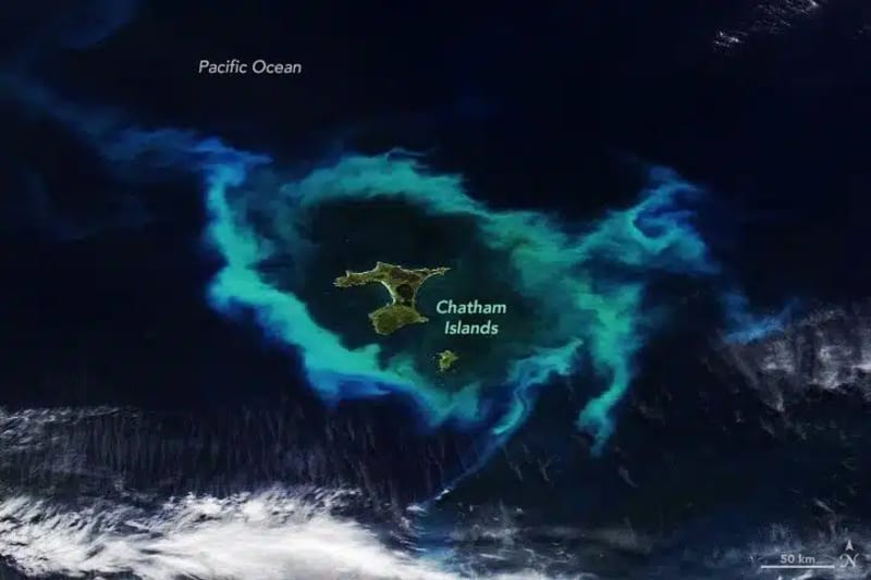 NASA Satellite Captures Ocean Bloom Around Chatham Islands - Image 4