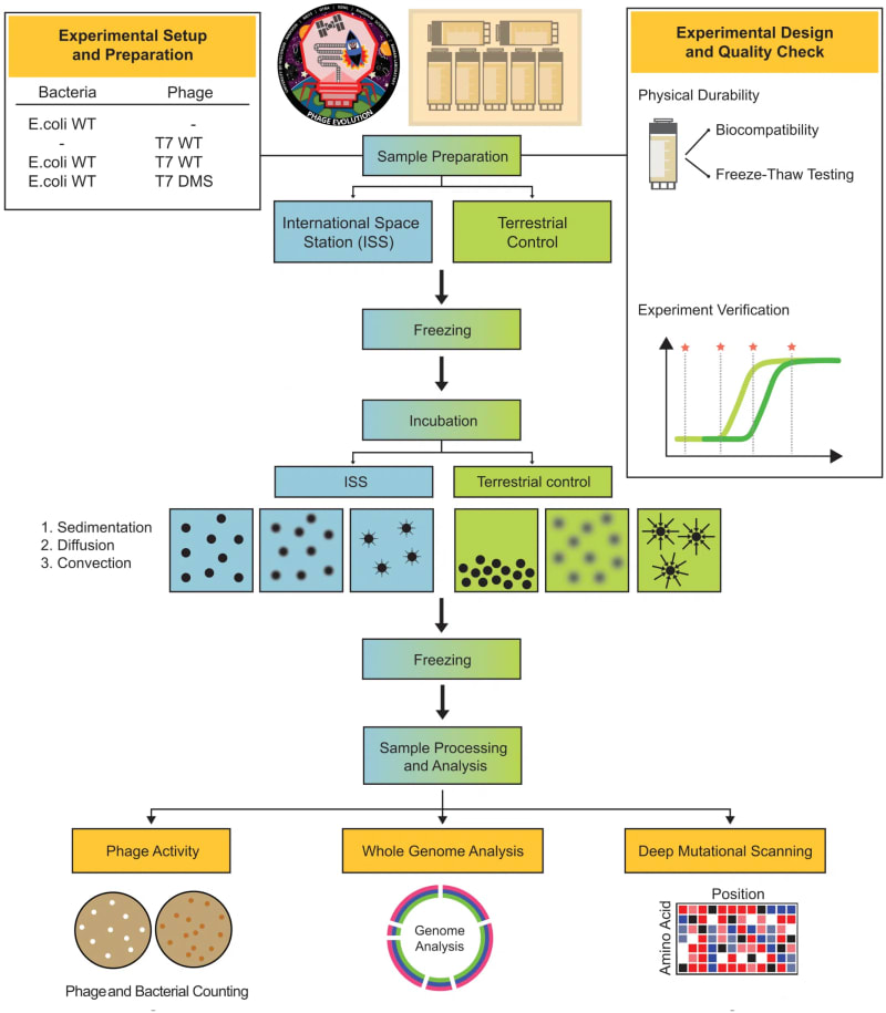 Space Viruses May Hold Key to Beating Superbugs on Earth - Image 3