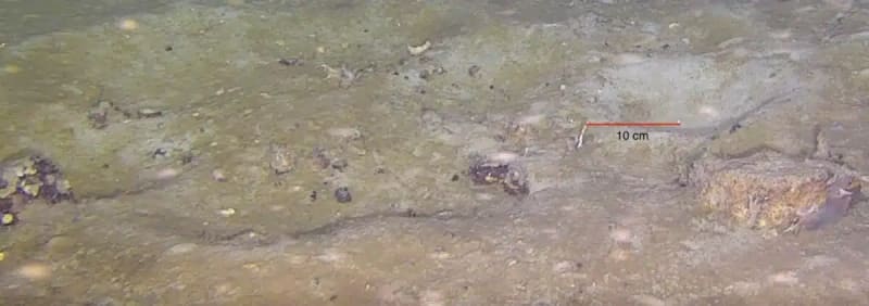 Scientists Find Massive Fish Colony Under Antarctic Ice - Image 4