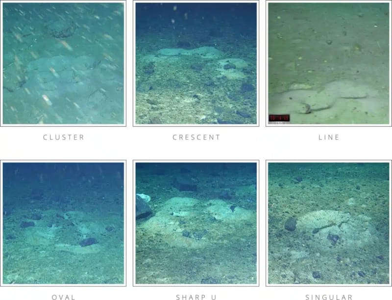 Scientists Find Massive Fish Colony Under Antarctic Ice - Image 3