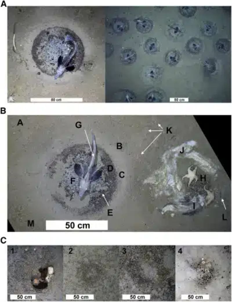 Scientists Find Massive Fish Colony Under Antarctic Ice - Image 5