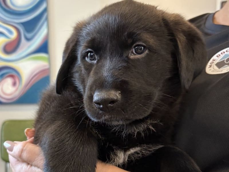 Animal Rescue Saves 76 Dogs, 44 Adopted in Three Months