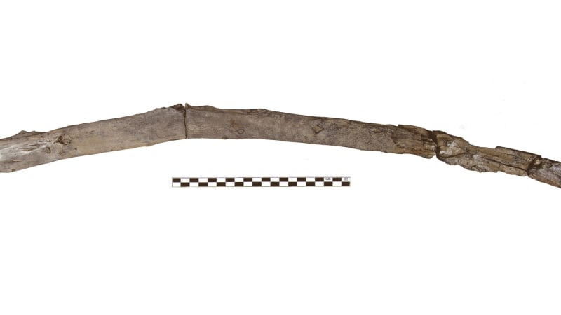 Greece Yields 760,000-Year-Old Wooden Tools - Image 2