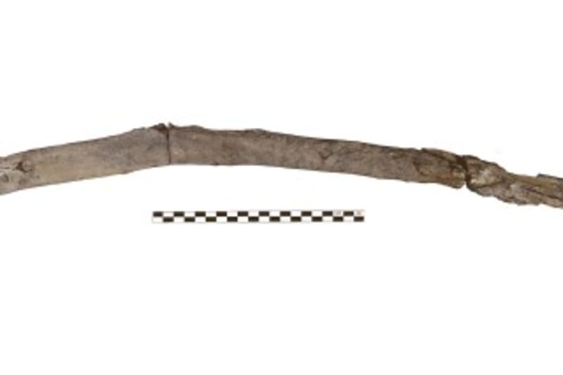 Greece Yields 760,000-Year-Old Wooden Tools - Image 3