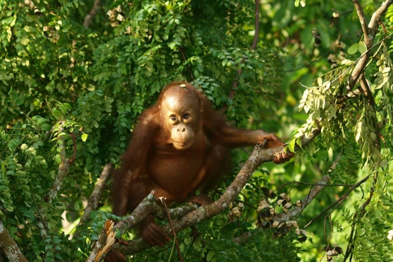 German NGO Brings Borneo Rainforest Back From the Brink