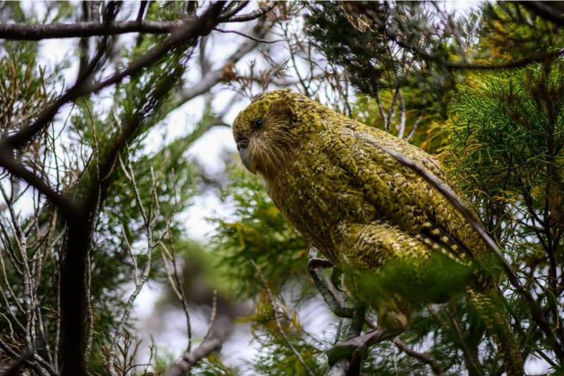 New Zealand's Kākāpō Parrots Climb to 236 From Near-Zero - Image 2