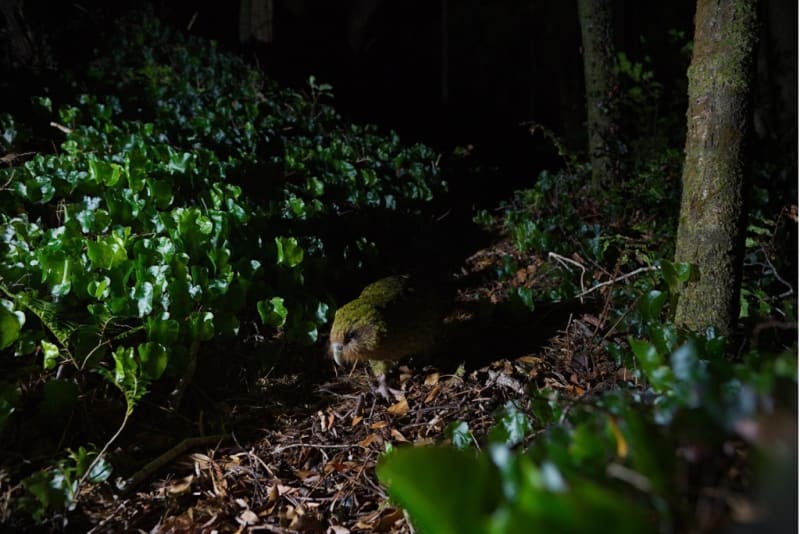 New Zealand's Kākāpō Parrots Climb to 236 From Near-Zero - Image 3