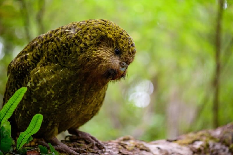 Moss-green kākāpō parrot with owl-like face standing on forest floor in New Zealand