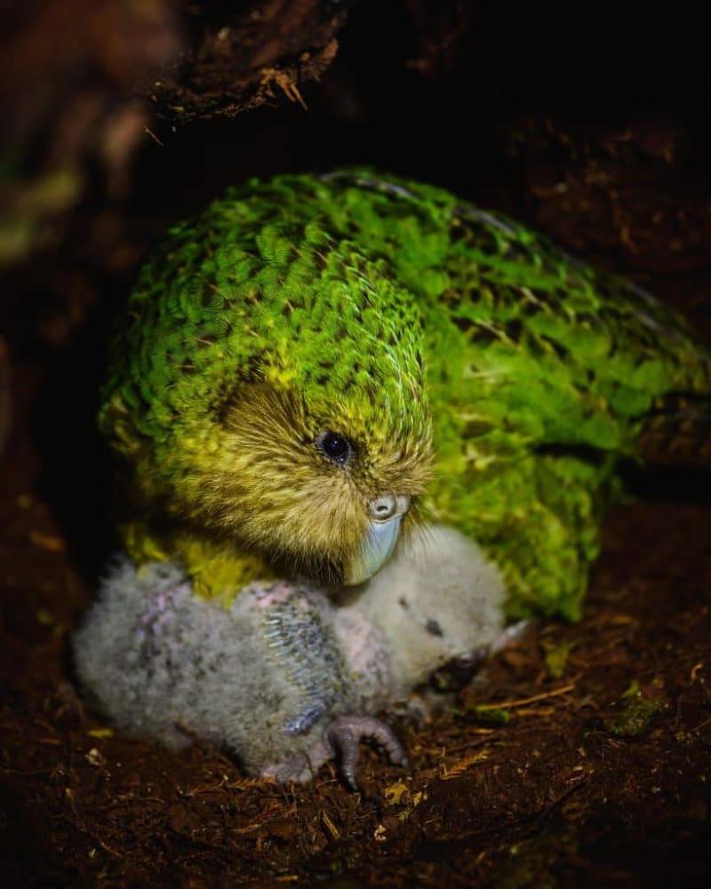 New Zealand's Kākāpō Parrots Climb to 236 From Near-Zero - Image 5
