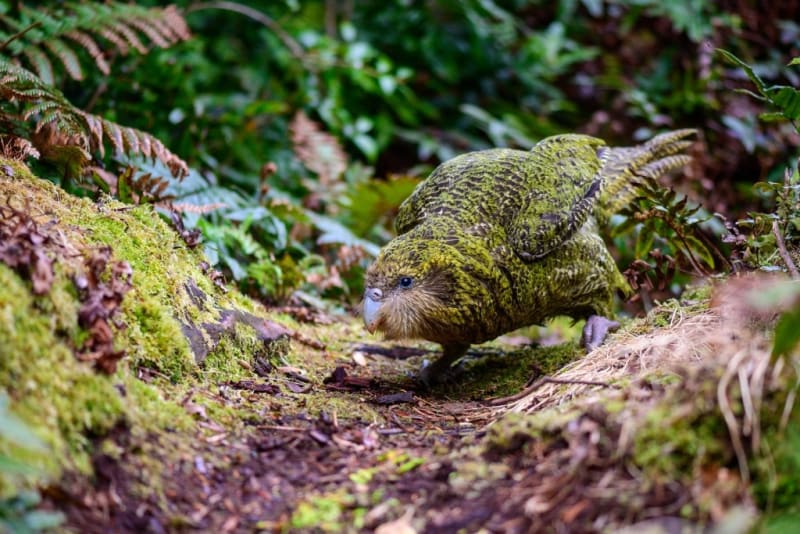 New Zealand's Kākāpō Parrots Climb to 236 From Near-Zero - Image 4