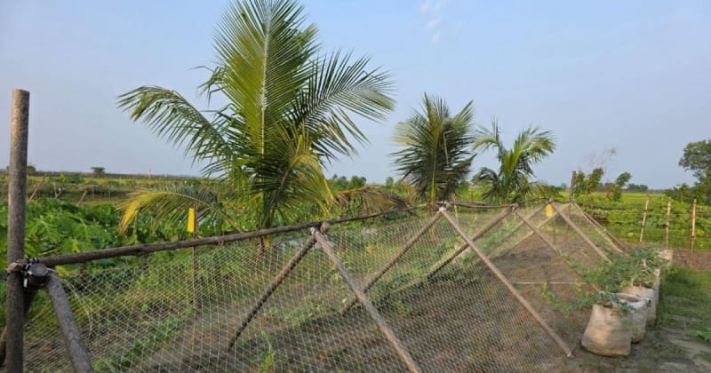Bangladesh Turns Plastic Waste Into Climate-Smart Farm Posts